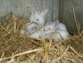 /album/galerie-de-photos-photos-et-videos/lapins-albinos-jpg/